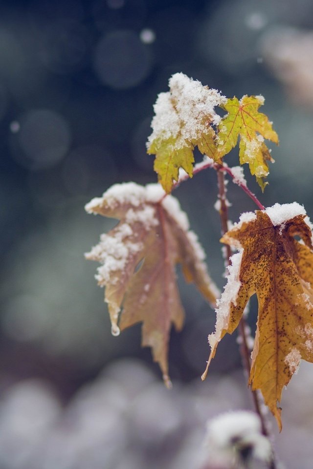 Обои ветка, снег, цвета, листья, зима, макро, холод, branch, snow, color, leaves, winter, macro, cold разрешение 2048x1365 Загрузить