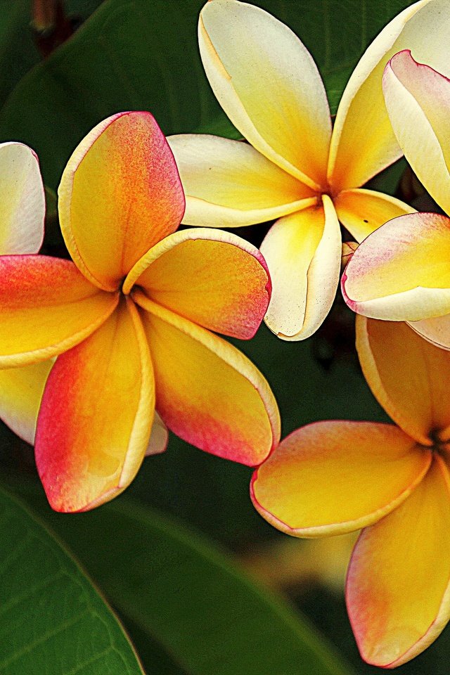 Плюмерия Plumeria d17 h100