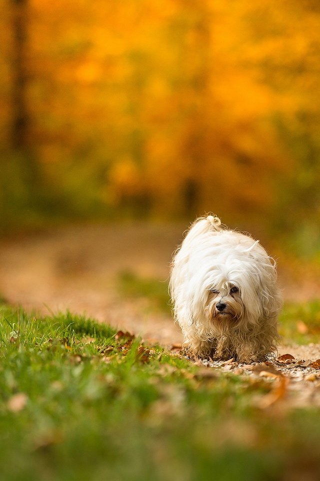 Обои взгляд, осень, собака, друг, look, autumn, dog, each разрешение 2048x1142 Загрузить