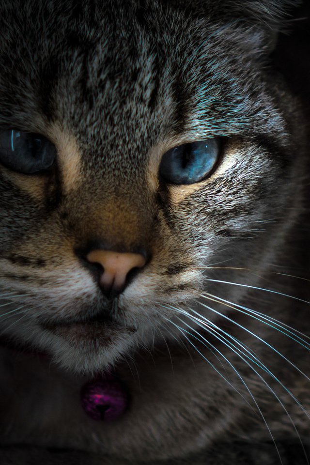 Обои глаза, кот, усы, взгляд, eyes, cat, mustache, look разрешение 2048x1390 Загрузить