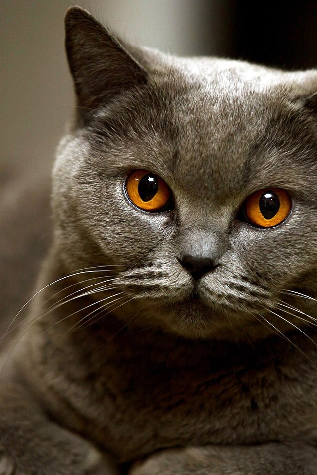 Обои кот, мордочка, кошка, взгляд, британская короткошерстная, котище, cat, muzzle, look, british shorthair, fat cat разрешение 1920x1080 Загрузить