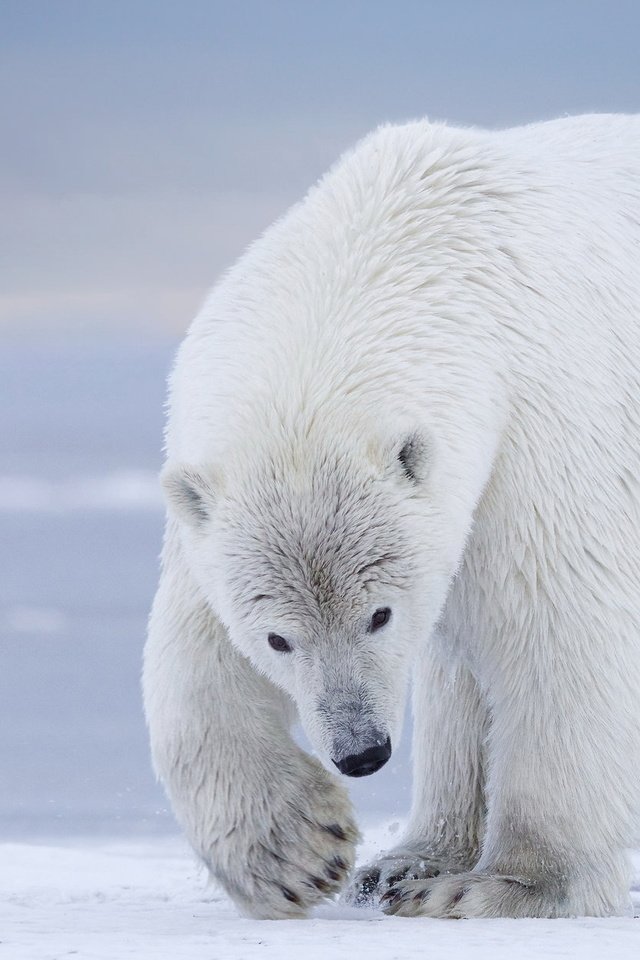 Обои природа, фон, полярный медведь, медведь, белый, белый медведь, nature, background, polar bear, bear, white разрешение 2047x1244 Загрузить