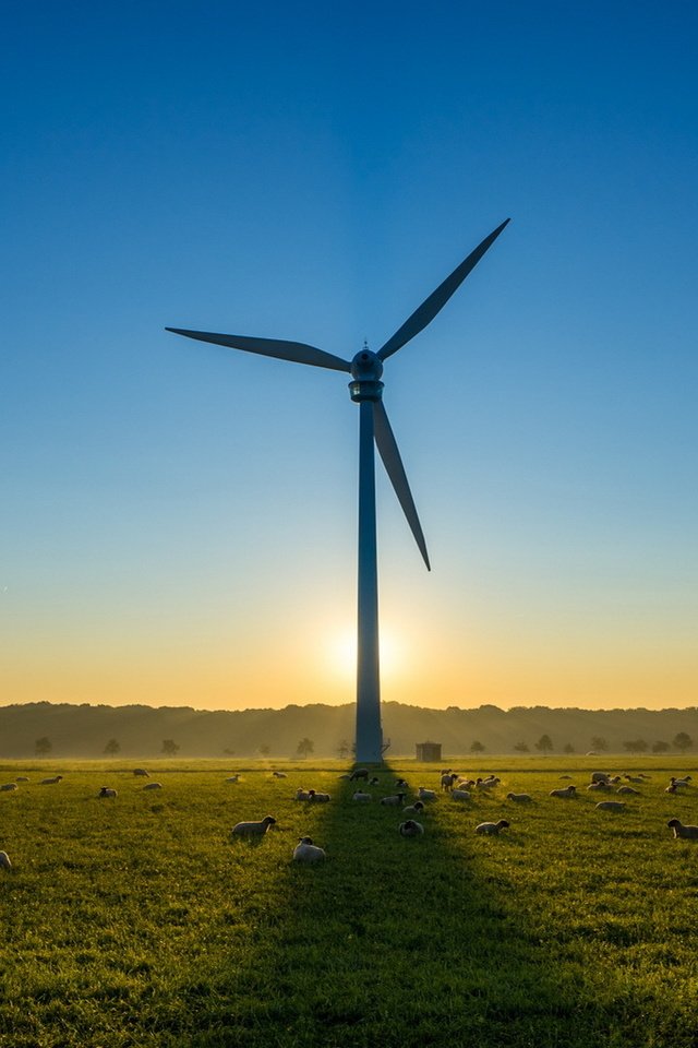 Обои небо, утро, поле, ветряк, овцы, ветряная турбина, the sky, morning, field, windmill, sheep, wind turbine разрешение 1920x1080 Загрузить