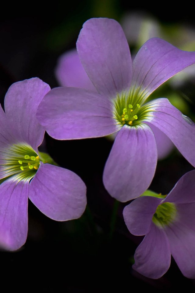 Обои цветы, фон, лепестки, краски, соцветие, кислица, flowers, background, petals, paint, inflorescence, oxalis разрешение 2048x1392 Загрузить