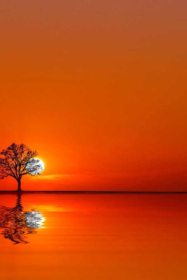 Обои вода, дерево, закат, отражение, пейзаж, оранжевое небо, water, tree, sunset, reflection, landscape, orange sky разрешение 2048x1335 Загрузить