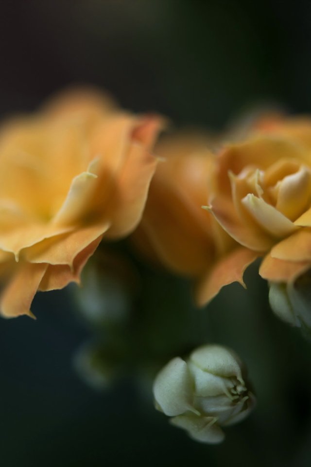 Обои цветы, фон, розы, желтые, flowers, background, roses, yellow разрешение 2048x1367 Загрузить