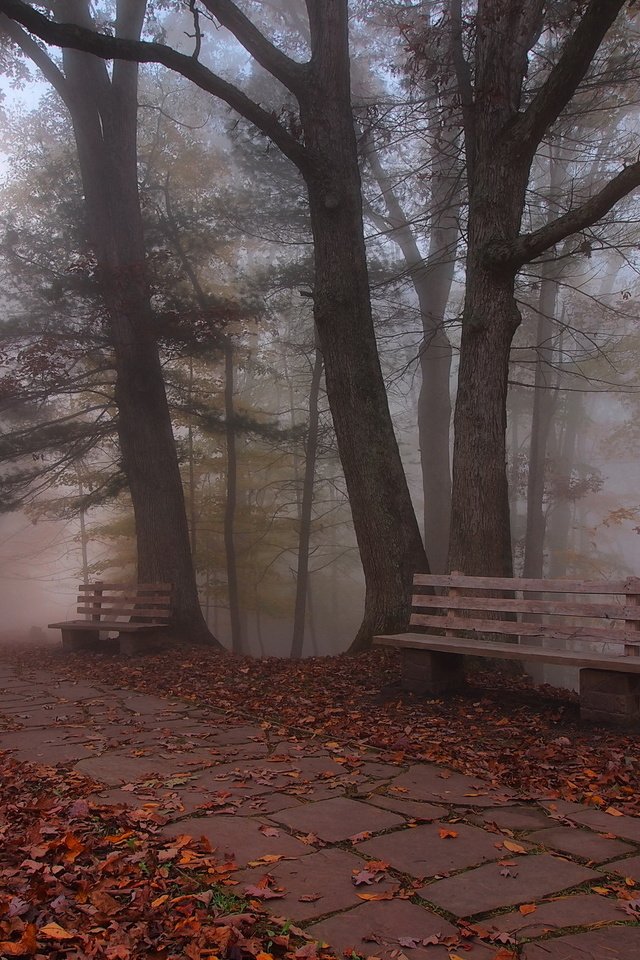 Обои деревья, листья, парк, осень, скамья, trees, leaves, park, autumn, bench разрешение 2048x1342 Загрузить