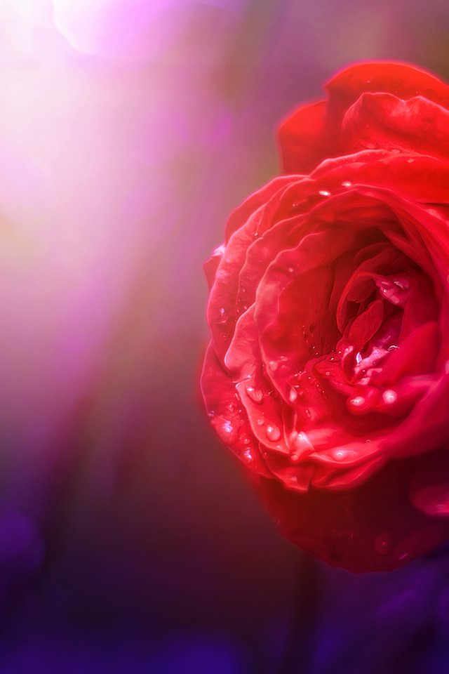 Обои природа, фон, цветок, роза, nature, background, flower, rose разрешение 3978x2652 Загрузить