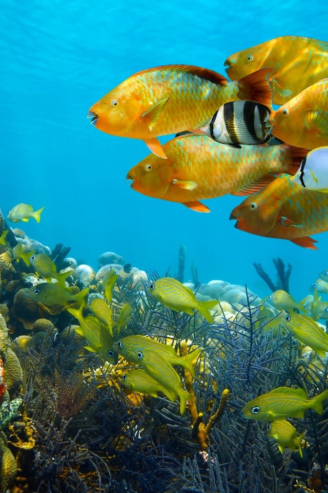 Обои море, рыбы, кораллы, подводный мир, sea, fish, corals, underwater world разрешение 2880x1914 Загрузить