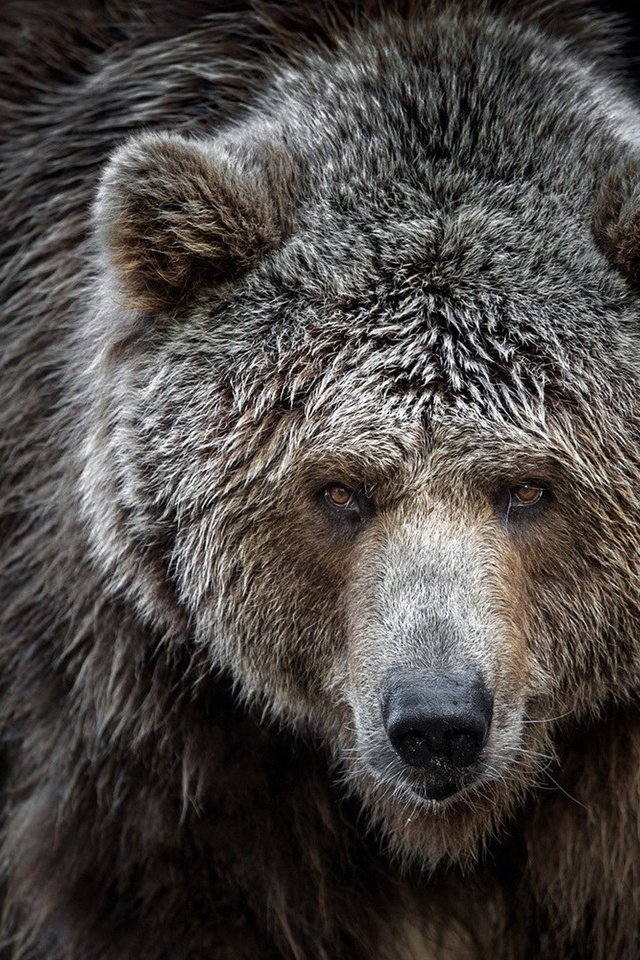 Обои взгляд, медведь, хищник, мех, look, bear, predator, fur разрешение 1920x1200 Загрузить