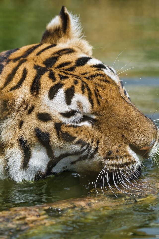 Обои тигр, морда, вода, водоем, брызги, купание, дикая кошка, tiger, face, water, pond, squirt, bathing, wild cat разрешение 3800x2353 Загрузить