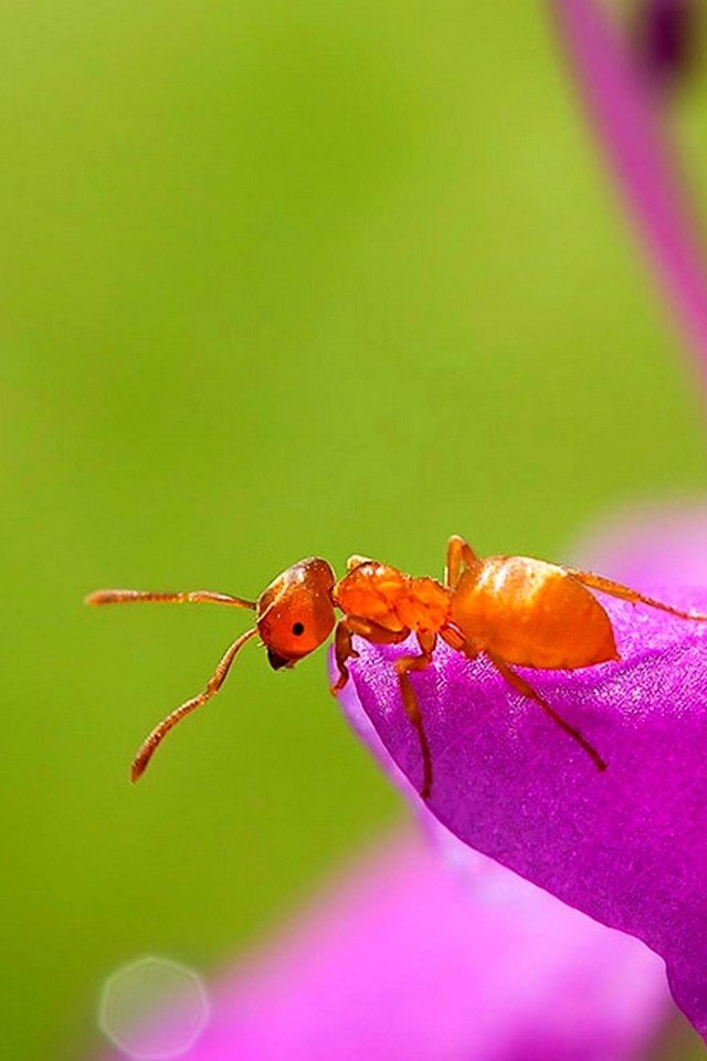 Обои цветок, муравей, flower, ant разрешение 1920x1200 Загрузить