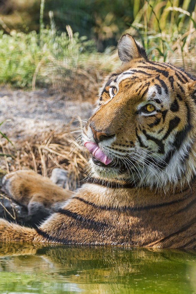Обои тигр, кошка, купание, язык, ©tambako the jaguar, tiger, cat, bathing, language разрешение 2880x1728 Загрузить