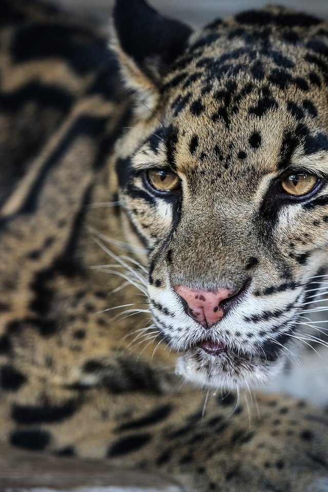 Обои морда, лежит, хищник, дикая кошка, дымчатый леопард, face, lies, predator, wild cat, clouded leopard разрешение 2048x1325 Загрузить