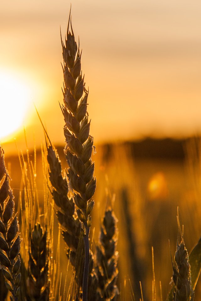 Обои солнце, природа, макро, поле, колосья, пшеница, the sun, nature, macro, field, ears, wheat разрешение 5033x3256 Загрузить