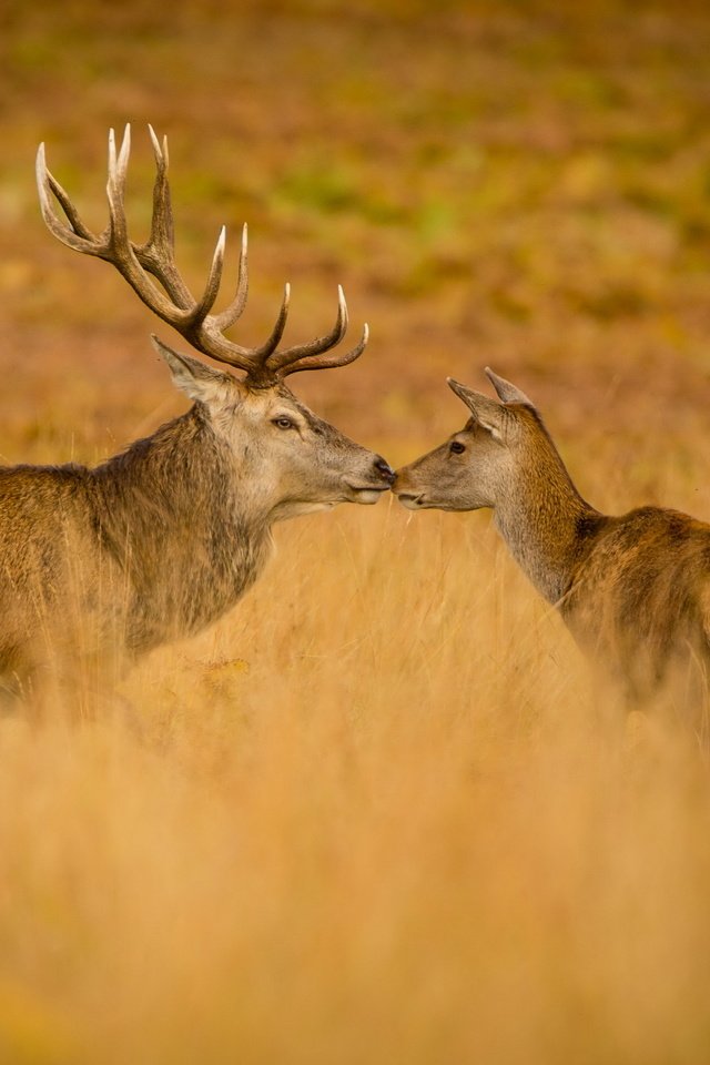 Обои природа, осень, олени, nature, autumn, deer разрешение 2560x1644 Загрузить