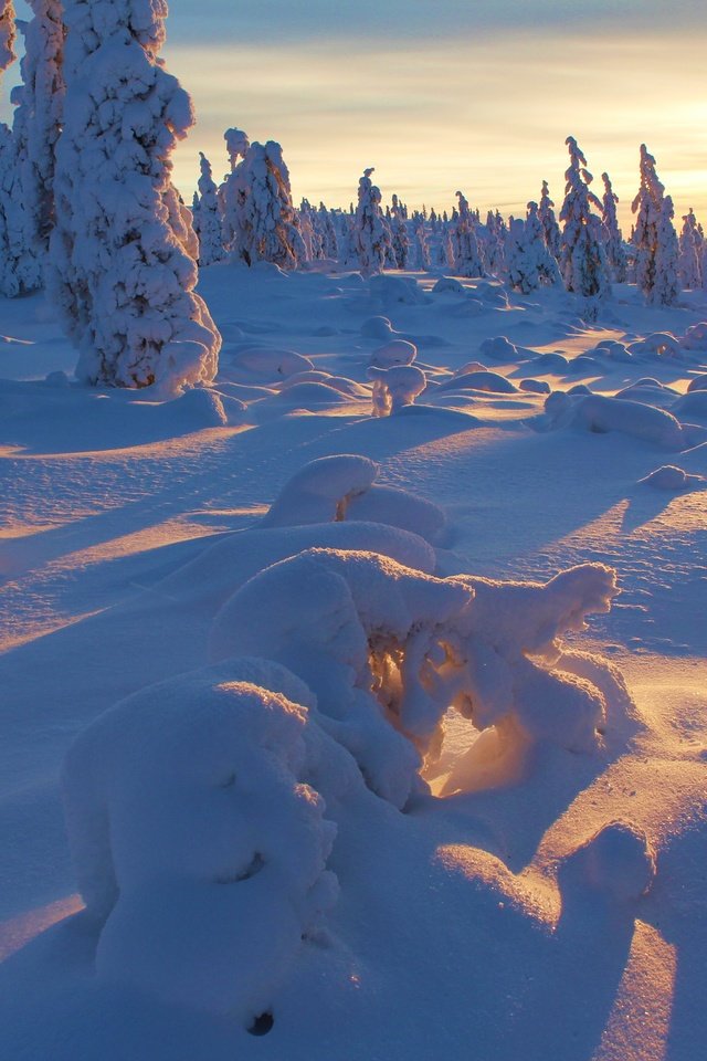 Обои деревья, снег, закат, зима,     дерево, trees, snow, sunset, winter, tree разрешение 5184x3456 Загрузить