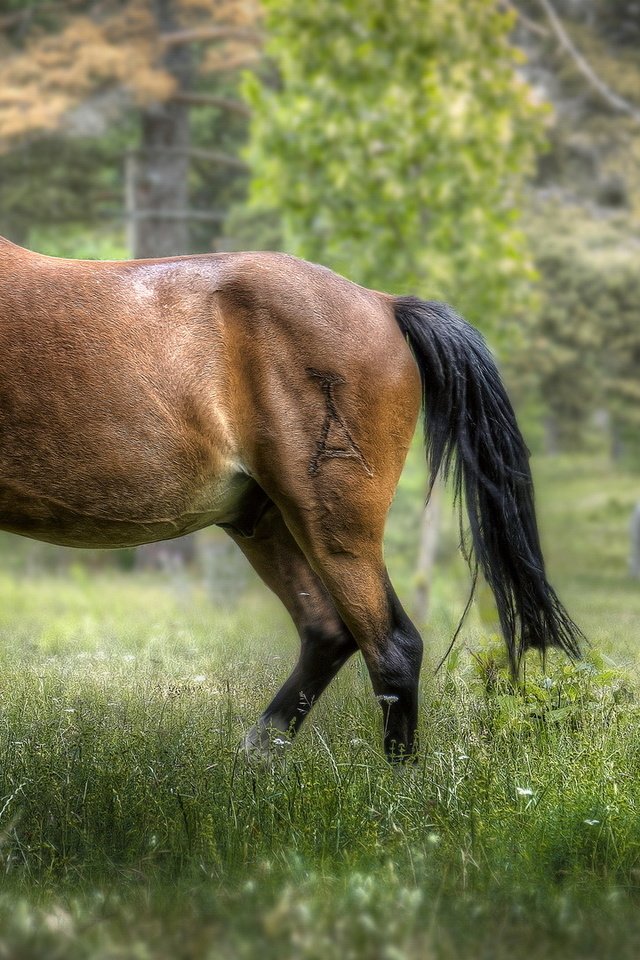 Обои трава, деревья, природа, фон, лошади, кони, grass, trees, nature, background, horse, horses разрешение 2035x1080 Загрузить