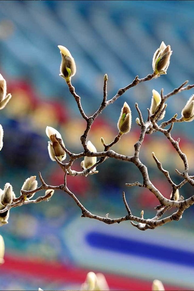 Обои ветки, весна, магнолия, branches, spring, magnolia разрешение 1920x1080 Загрузить