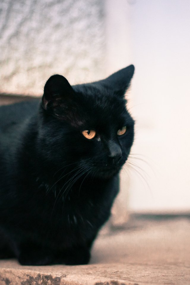 Обои глаза, кот, мордочка, кошка, взгляд, черный, eyes, cat, muzzle, look, black разрешение 4288x2848 Загрузить