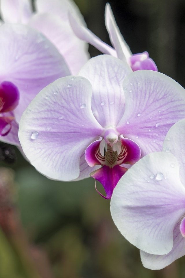 Обои макро, розовый, нежность, орхидея, macro, pink, tenderness, orchid разрешение 2048x1334 Загрузить