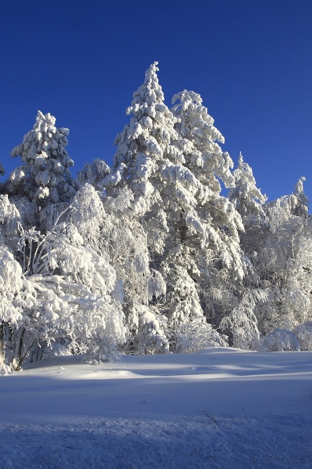 Обои деревья, снег, зима, сказка, trees, snow, winter, tale разрешение 2400x1600 Загрузить