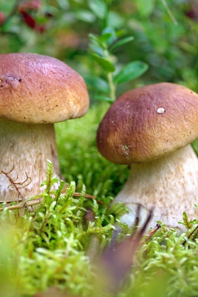 Обои грибы, парочка,  белый гриб, mushrooms, a couple, white mushroom разрешение 2000x1272 Загрузить