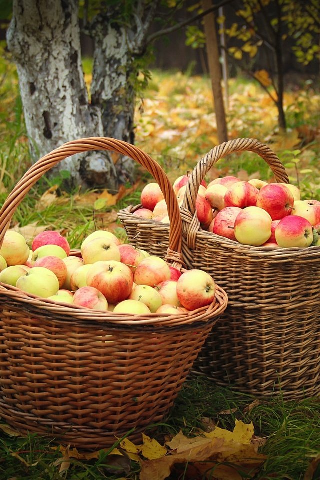 Обои фрукты, яблоки, осень, сад, урожай, плоды, корзины, fruit, apples, autumn, garden, harvest, basket разрешение 2100x1400 Загрузить