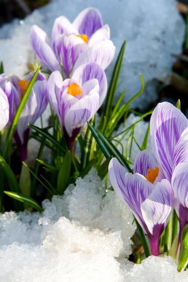 Обои снег, весна, крокусы, snow, spring, crocuses разрешение 1920x1233 Загрузить