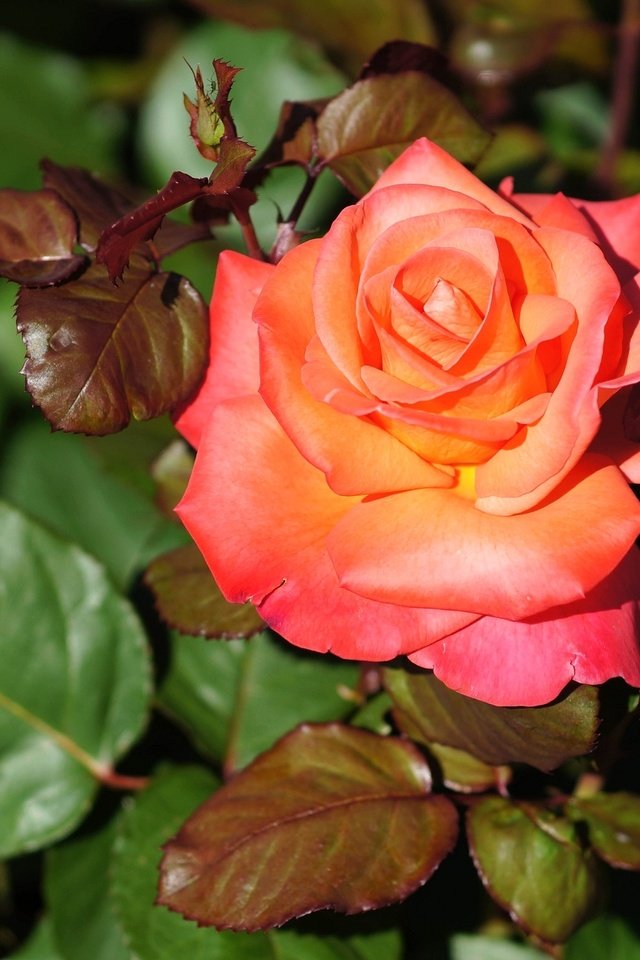 Обои роза, лепестки, бутон, rose, petals, bud разрешение 2048x1337 Загрузить