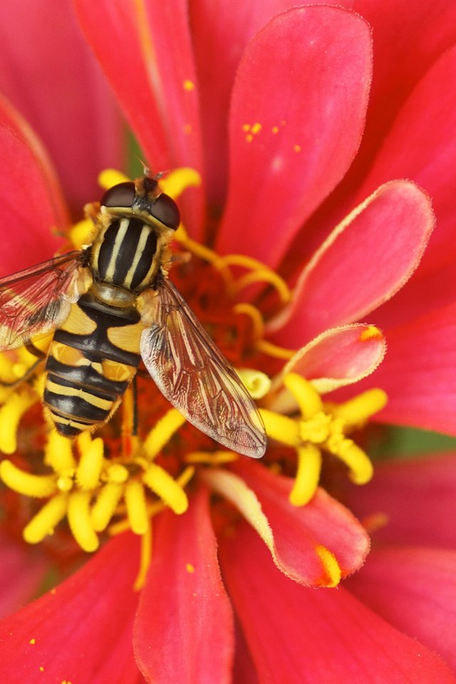 Обои насекомое, цветок, пчела, опыление, цветком, insect, flower, bee, pollination разрешение 3260x2230 Загрузить