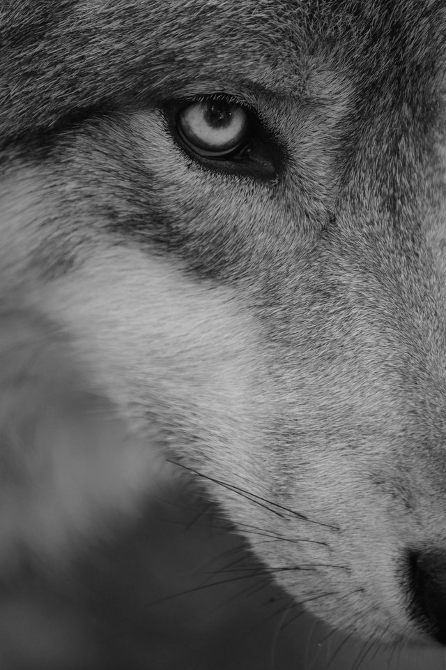 Обои морда, портрет, взгляд, хищник, волк, face, portrait, look, predator, wolf разрешение 2048x1365 Загрузить