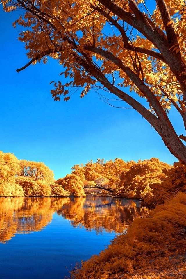 Обои деревья, лейка, озеро, осен, calmness, отражение, tranquil, листва, осень, безмятежность, неба, деревь, опадают, fall, trees, lake, reflection, foliage, autumn, serenity, sky разрешение 1920x1200 Загрузить