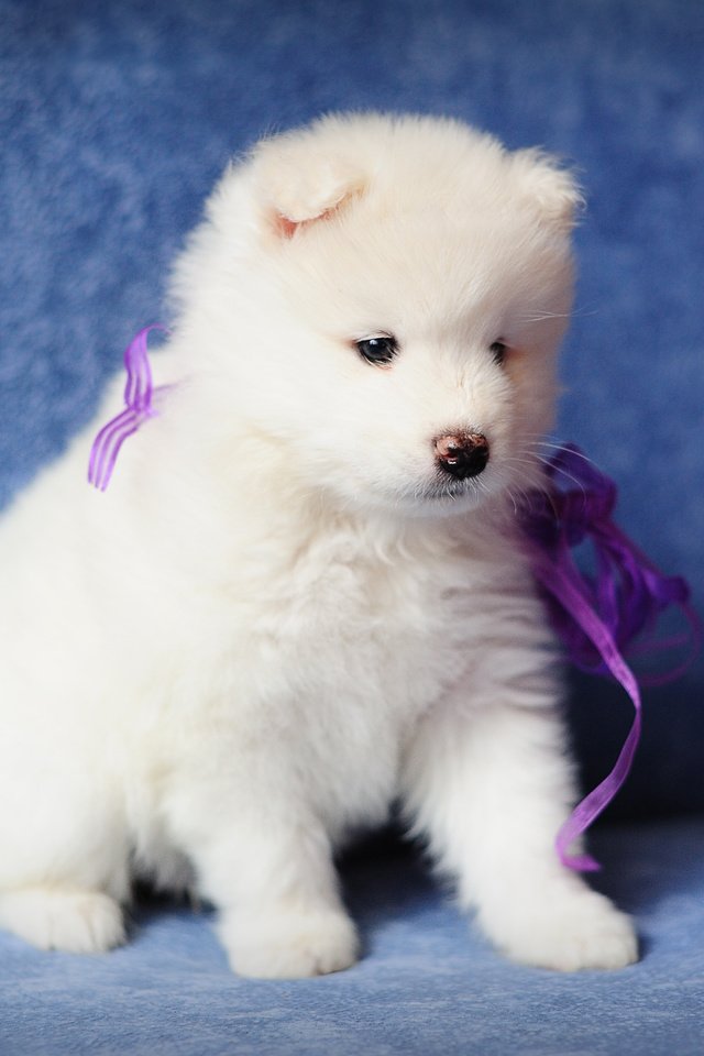 Обои собака, щенок, самоед, dog, puppy, samoyed разрешение 4256x2832 Загрузить