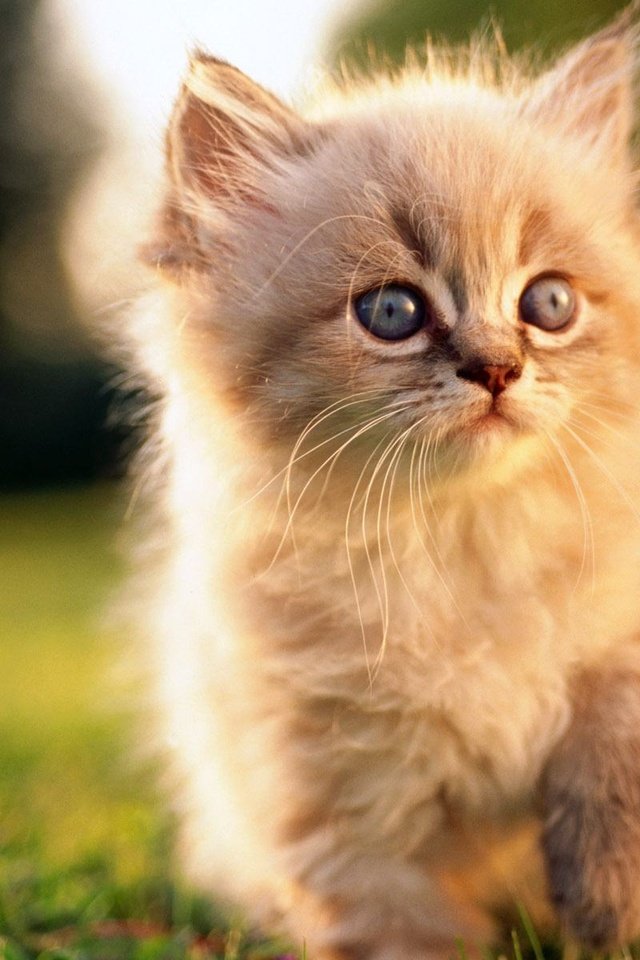 Обои мордочка, кошка, взгляд, котенок, малыш, рыжий, muzzle, cat, look, kitty, baby, red разрешение 1920x1200 Загрузить