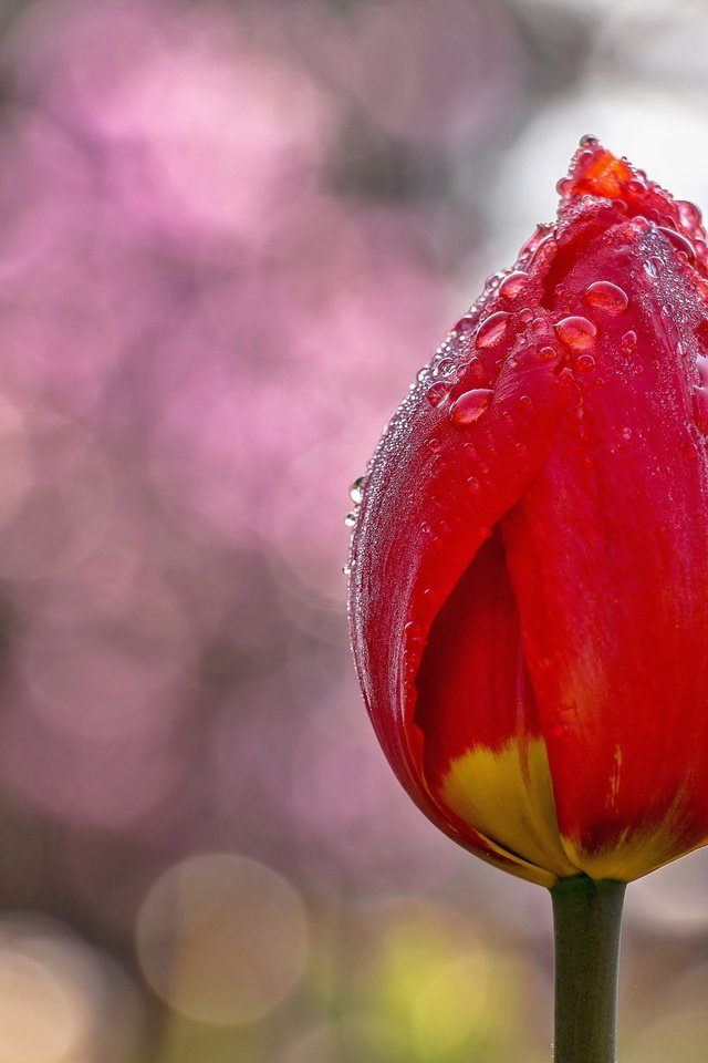 Обои цветы, фон, цветок, капли, тюльпаны, тюльпан, flowers, background, flower, drops, tulips, tulip разрешение 5141x3423 Загрузить