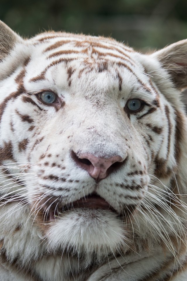 Обои тигр, морда, кошка, взгляд, белый тигр, tiger, face, cat, look, white tiger разрешение 5184x3456 Загрузить