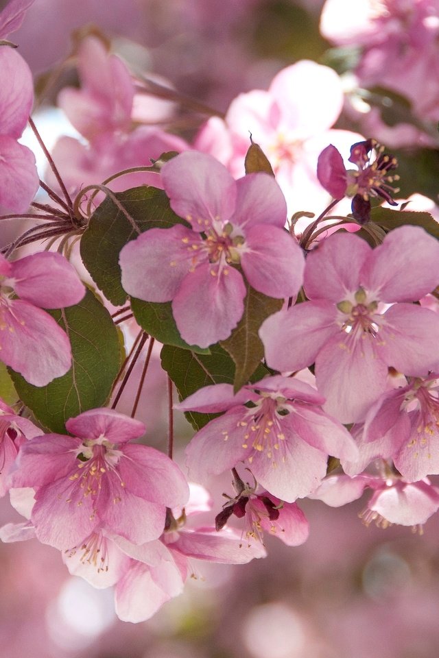 Обои цветы, ветки, розовые, яблоня, flowers, branches, pink, apple разрешение 2048x1360 Загрузить