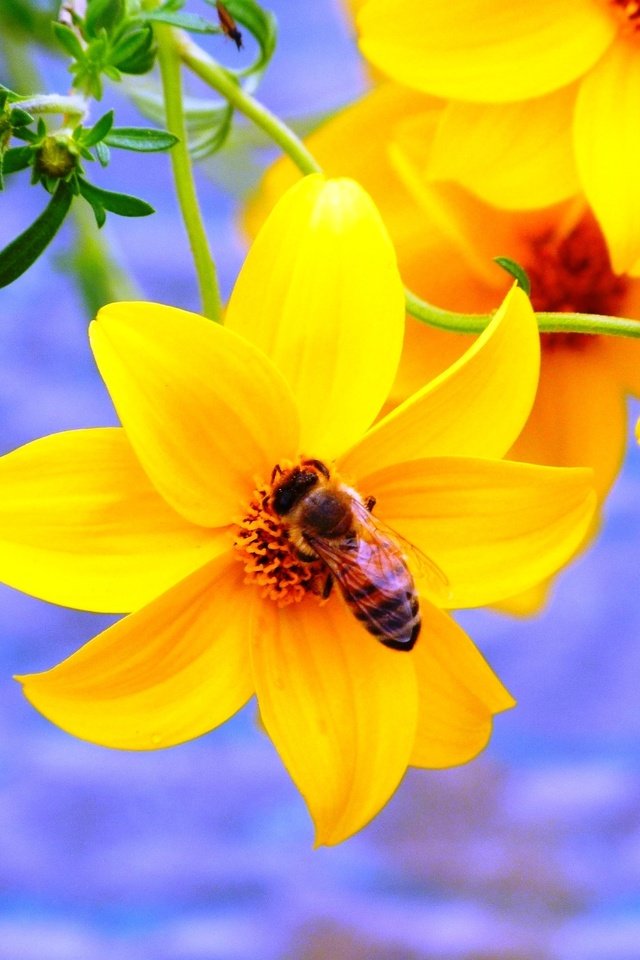 Обои желтый, насекомое, цветок, пчела, yellow, insect, flower, bee разрешение 2048x1536 Загрузить