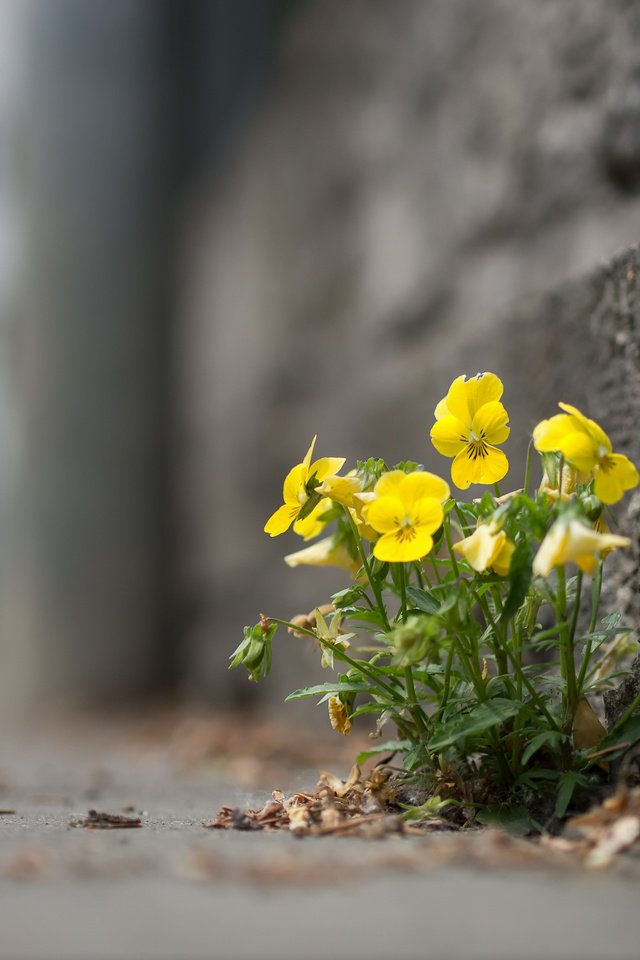 Обои цветы, город, улица, анютины глазки, flowers, the city, street, pansy разрешение 1920x1442 Загрузить