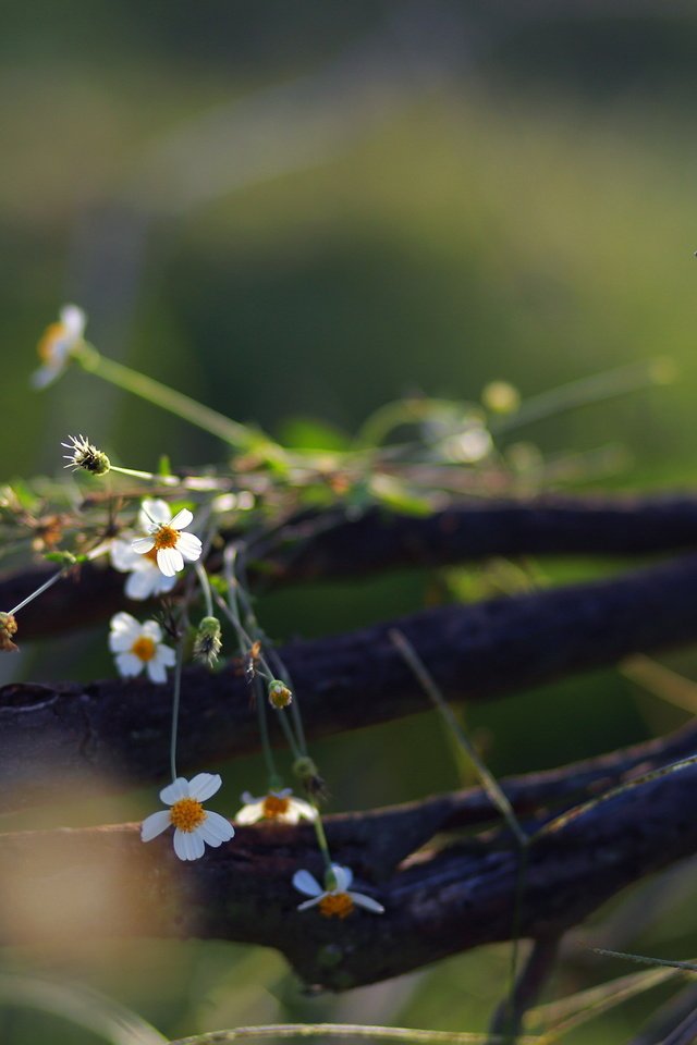 Обои цветы, природа, фон, полевые цветы, jane ha, flowers, nature, background, wildflowers разрешение 2835x1890 Загрузить