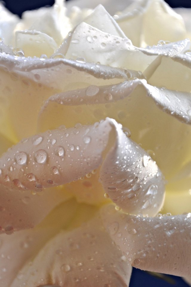 Обои цветок, капли, роза, лепестки, белая, крупным планом, flower, drops, rose, petals, white, closeup разрешение 2048x1295 Загрузить