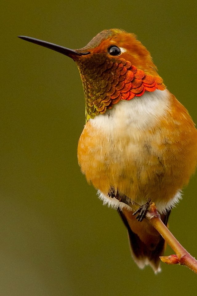 Обои птица, колибри, охристый колибри, рыжий селасфорус, bird, hummingbird, buffy hummingbird, red selasphorus разрешение 1920x1280 Загрузить