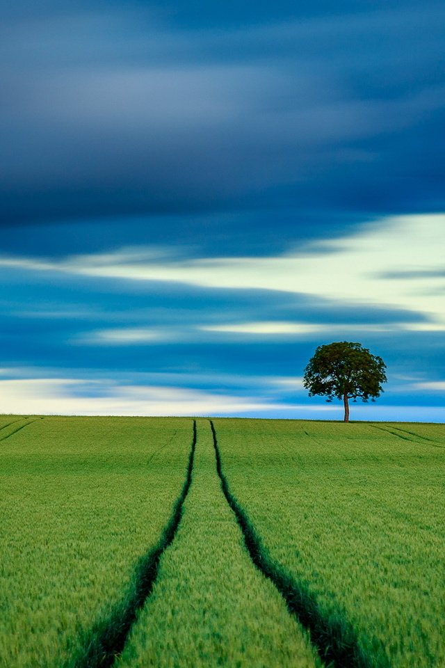 Обои небо, дерево, поле, горизонт, пшеница, the sky, tree, field, horizon, wheat разрешение 1920x1223 Загрузить