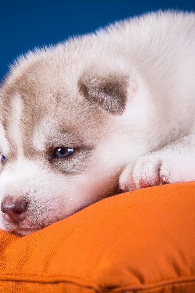 Обои собака, щенок, хаски, подушка, голубоглазый, dog, puppy, husky, pillow, blue-eyed разрешение 2880x1800 Загрузить