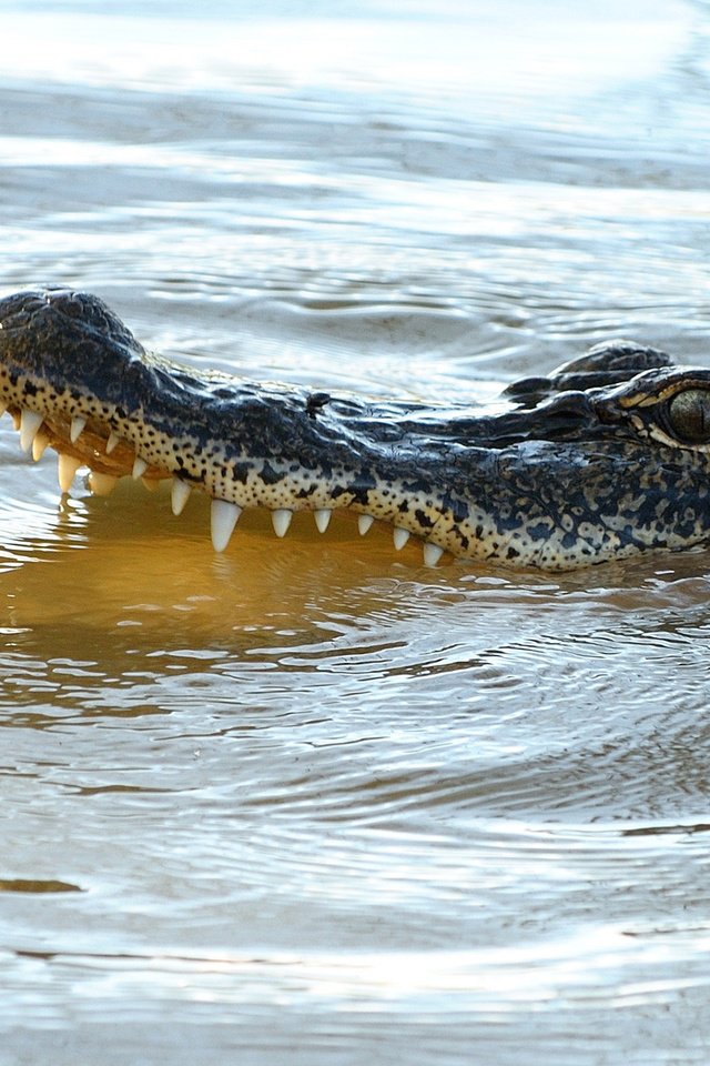 Обои вода, зубы, крокодил, пасть, рептилия, пресмыкающиеся, аллигатор, water, teeth, crocodile, mouth, reptile, reptiles, alligator разрешение 2000x1333 Загрузить