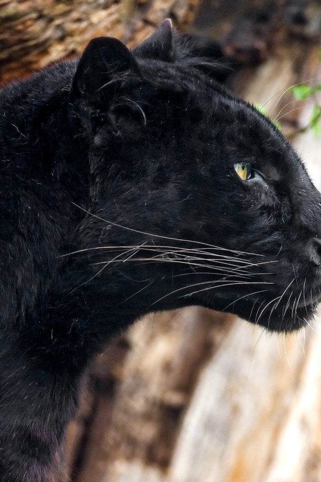 Обои черный, леопард, хищник, профиль, пантера, black, leopard, predator, profile, panther разрешение 2400x1516 Загрузить