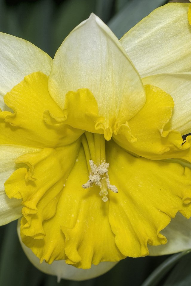 Обои цветы, макро, лепестки, нарциссы, flowers, macro, petals, daffodils разрешение 2048x1306 Загрузить