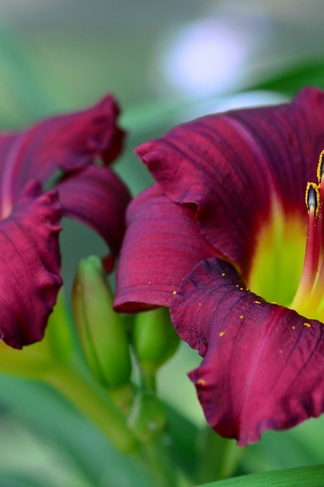 Обои лепестки, тычинки, лилия, petals, stamens, lily разрешение 2362x1329 Загрузить
