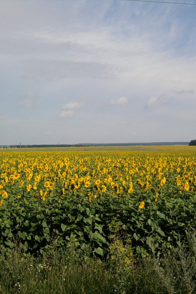 Обои солнце, поле, лето, подсолнуха, the sun, field, summer, sunflower разрешение 2048x1536 Загрузить